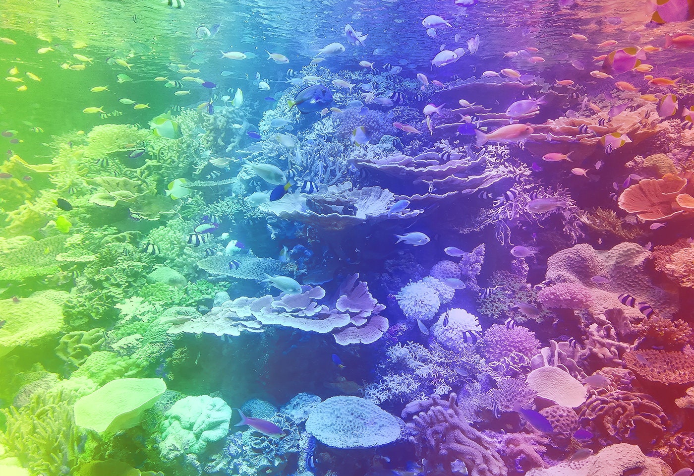 Wooden.City "Coral Reef" 200 400 1000 pcs Rainbow Color Gradient Wooden Jigsaw Puzzle Adults Kids Ocean Unique Unusual Hidden Animal Shapes